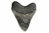 Serrated, Fossil Megalodon Tooth - South Carolina #181117-2